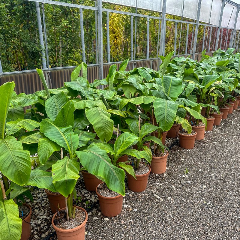 Musa Basjoo (Banánovník japonský) - kont. C12L, výška 120-140 cm